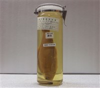 藏品(鯁魚)的圖片